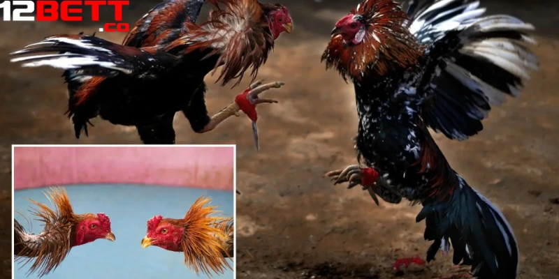 Bạn có thể theo dõi các trận đá gà trực tiếp bất cứ lúc nào tại 12Bet