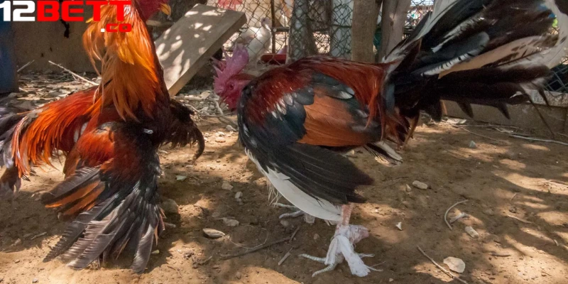 Có 3 hình thức đá gà trực tiếp phổ biến nhất