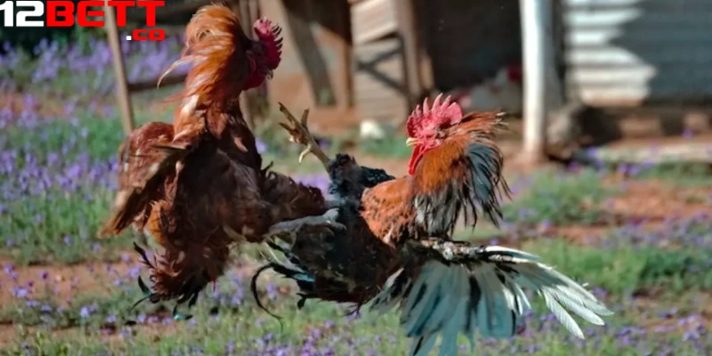 Mỗi trận đá gà Thomo hôm nay thường sẽ diễn ra nhanh chóng