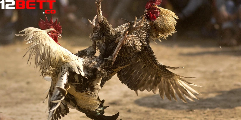 Thành viên 12Bet được thưởng thức trận đấu đá gà trực tiếp hôm nay hấp dẫn