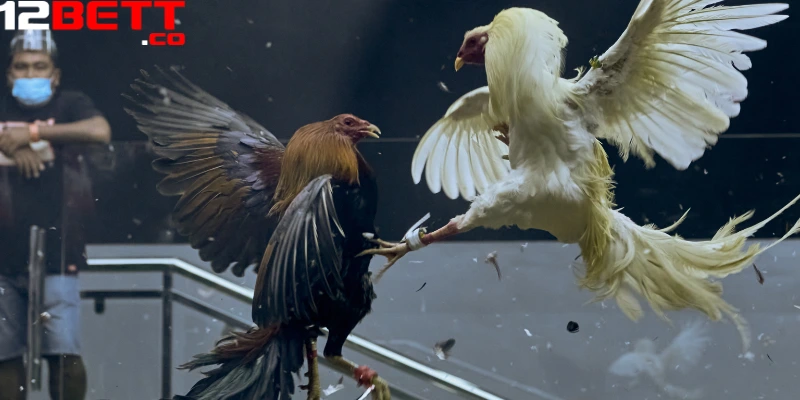 Trận đấu trực tiếp đá gà Campuchia với những pha tung đòn dồn dập