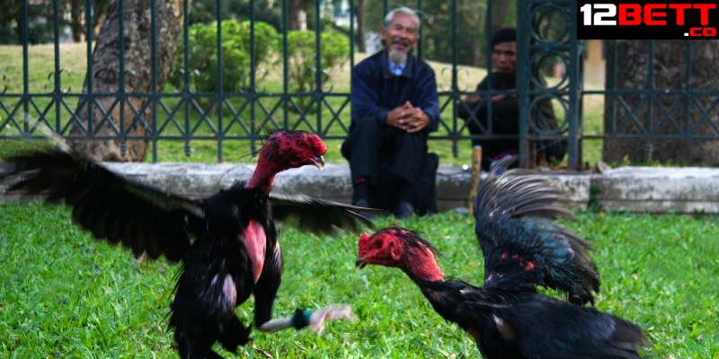 Các lối đá gà chọi có ý nghĩa gì?