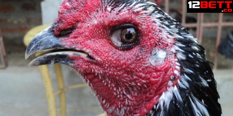 Cách chọn gà mái chọi qua dáng mỏ