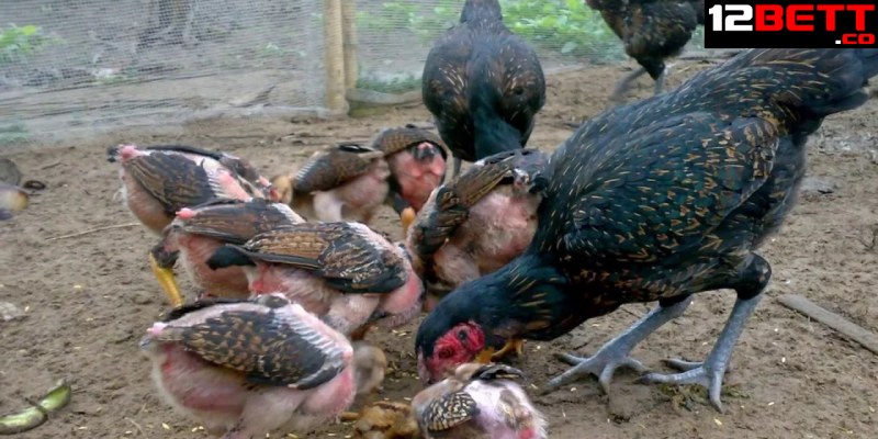 Một số điểm lưu ý khi chọn gà mái chọi làm giống