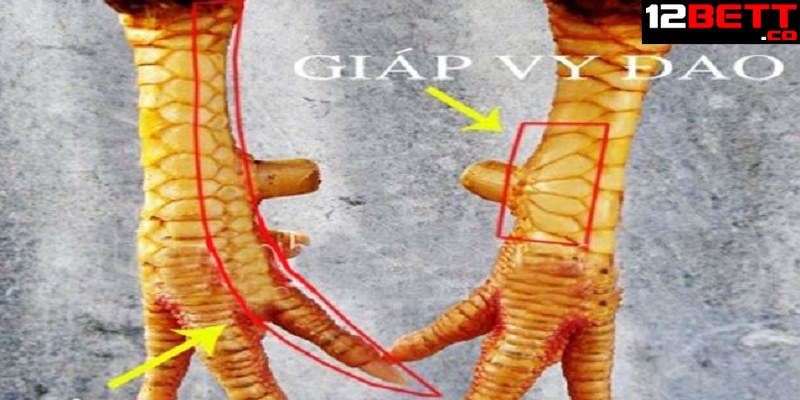 Tại sao phải xem tướng chân gà chọi đẹp?
